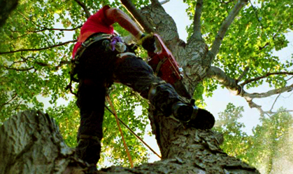 Olympic Tree Care Arborist cutting down a tree