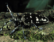 Asian Long-Horned Beetle