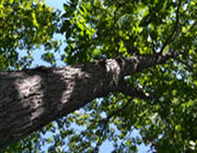 Hickory Tree