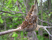 Tent Caterpillars/Fall Webworm
